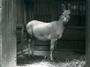 Un âne sauvage somalien au zoo de Londres, 1915 - Frederick William Bond